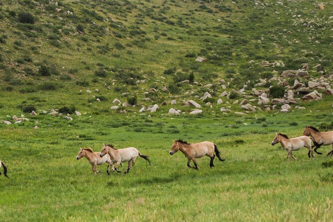 1 Day Semi-Gobi Tour Including Lunch And Free Camel +Bonus Khustai National Park - Reaching Elsen Tasarkhai and its dunes