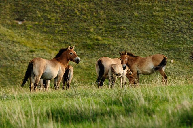 1 Day Tour: Khustai National Park - Finding Mongolia’s Takhi near Ulaanbaatar