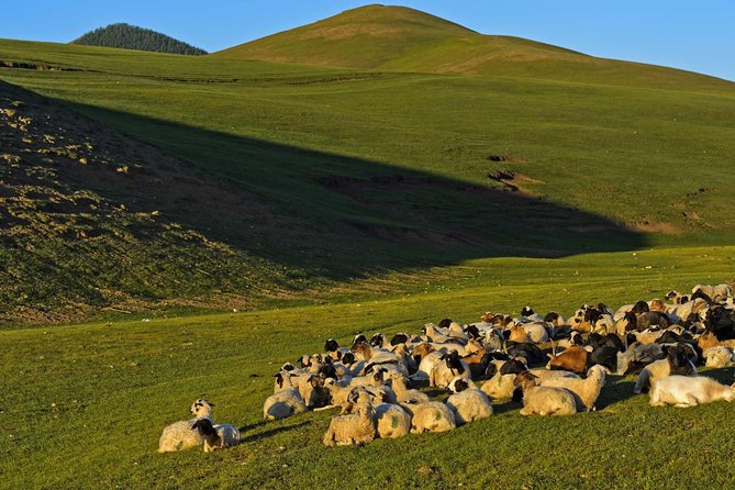 1 Day Tour: Khustai National Park - What the 8:00 am start and 280 kilometers mean