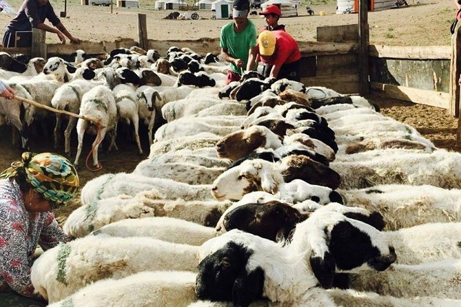 2D,1N Gobi desert and Old city Kharkhorum stay with Nomadic family - What the $500 price really covers