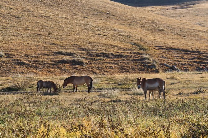 3 Day Mongolia Getaway tour Private tour - Guides, flexibility, and the private format