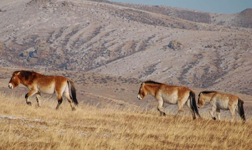 4 Days Central Mongolia-Amazing experiece - Day four: Hustai National Park and the return to Ulaanbaatar