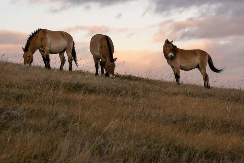 4 Days Central Mongolia-Amazing experiece - How demanding is the trip?