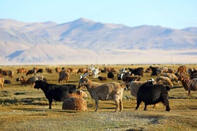 4 Days Tour: Central Mongolia