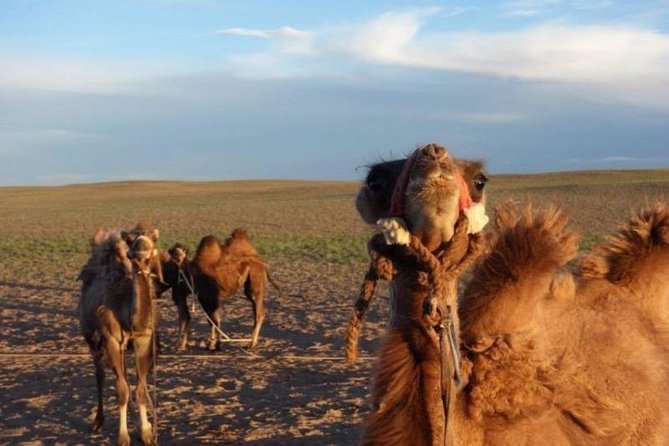 7 days Central Mongolia and Great Gobi - Ongi Monastery and a quieter side of Mongolia