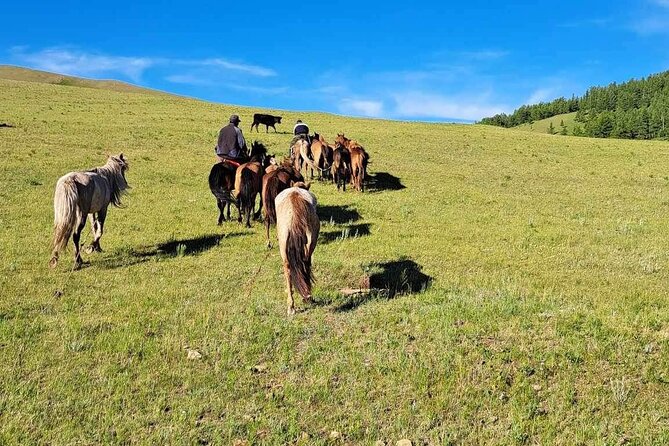 A Day Authentic Mongolian Trip near Ulaanbaatar all-inclusive - What the experience does especially well