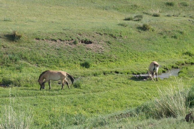 Authentic Mongolian two days tours in Terelj & Khustai National P - Why Khustai’s wild horses matter