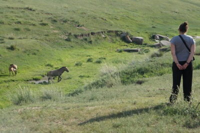 Authentic Mongolian two days tours in Terelj & Khustai National P