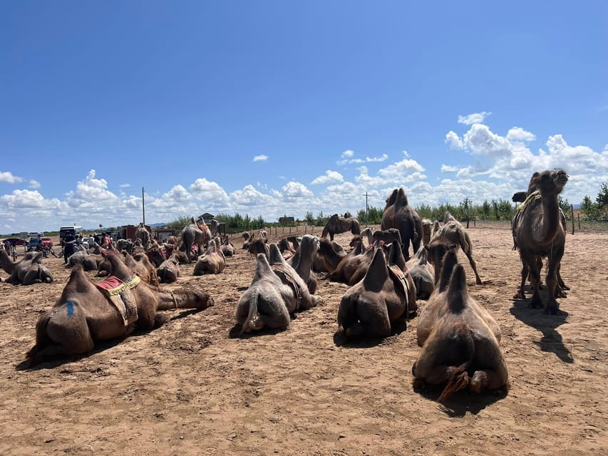 Camel Trails and Bird Tales: Discovering Elsen Tasarkhai - The driver can make or break the day