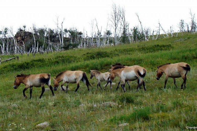 Day Tour of Hustai National Park - Why Hustai is worth the ride from Ulaanbaatar