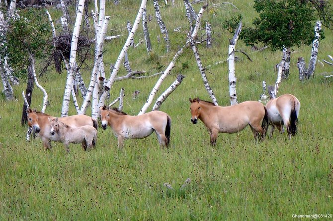 Day Tour of Hustai National Park - Is $175 a fair price?