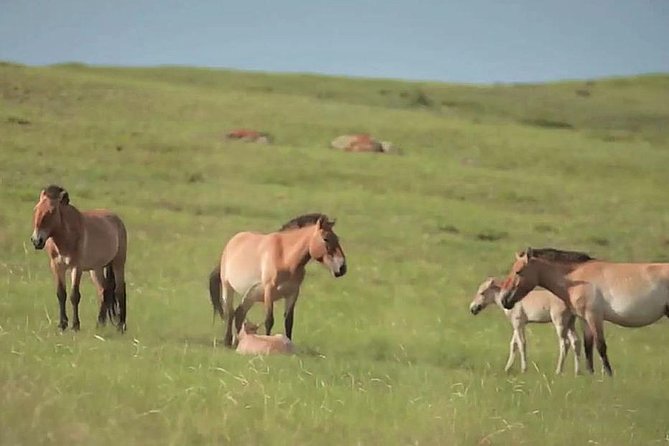 Day Tour of Hustai National Park - Comfort, timing, and what to pack