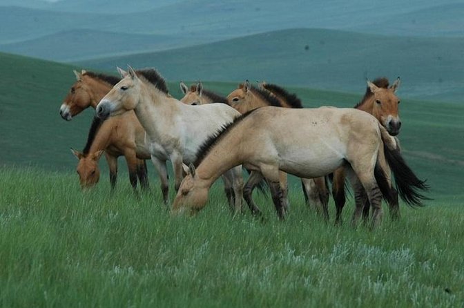 Day Tour of Hustai National Park - Searching for horses in Hustai National Park