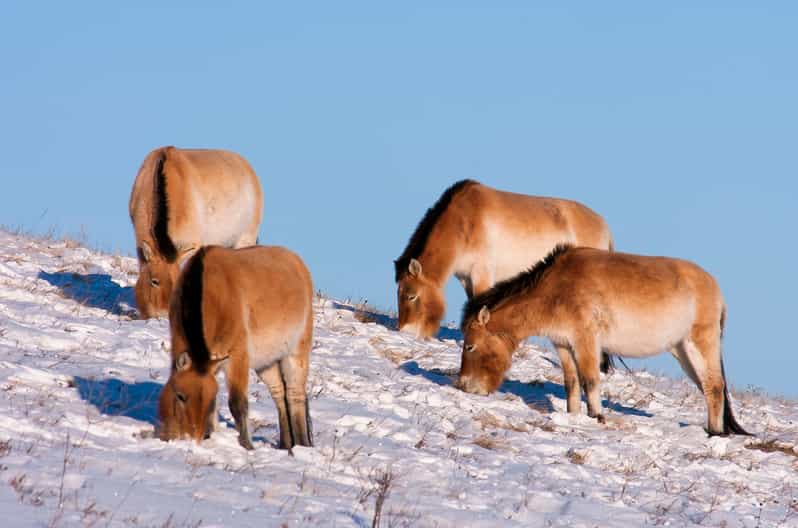 Day tour to Hustai national park - Why Hustai National Park is worth the day
