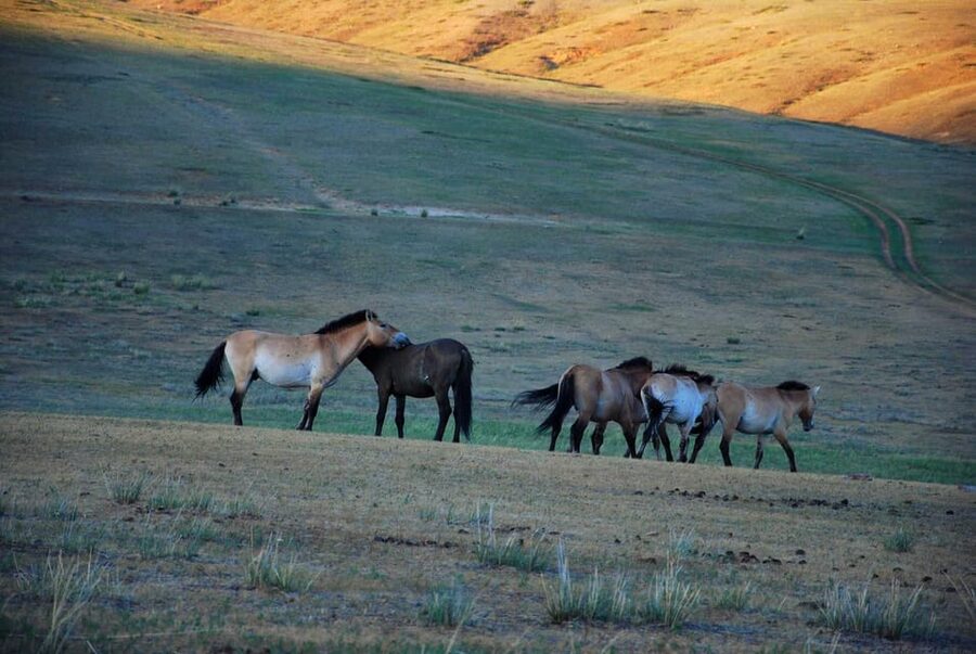 Day tour to Hustai national park - The drive and the local lunch stop