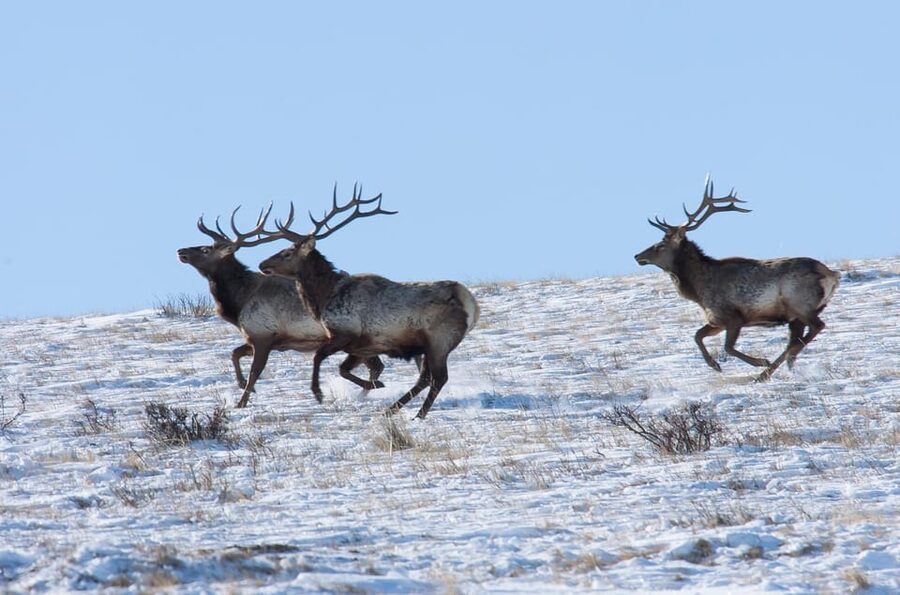 Day tour to Hustai national park - Entering Hustai National Park
