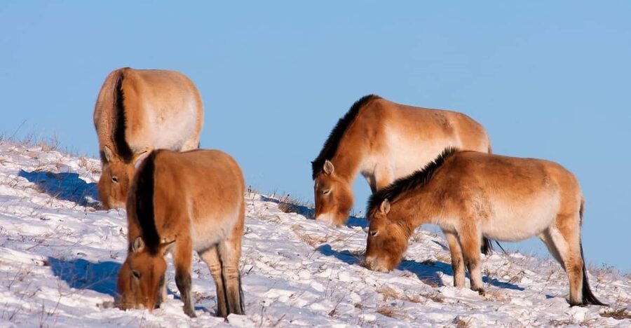 Day tour to Hustai national park - Finding Przewalski horses, deer, and marmots