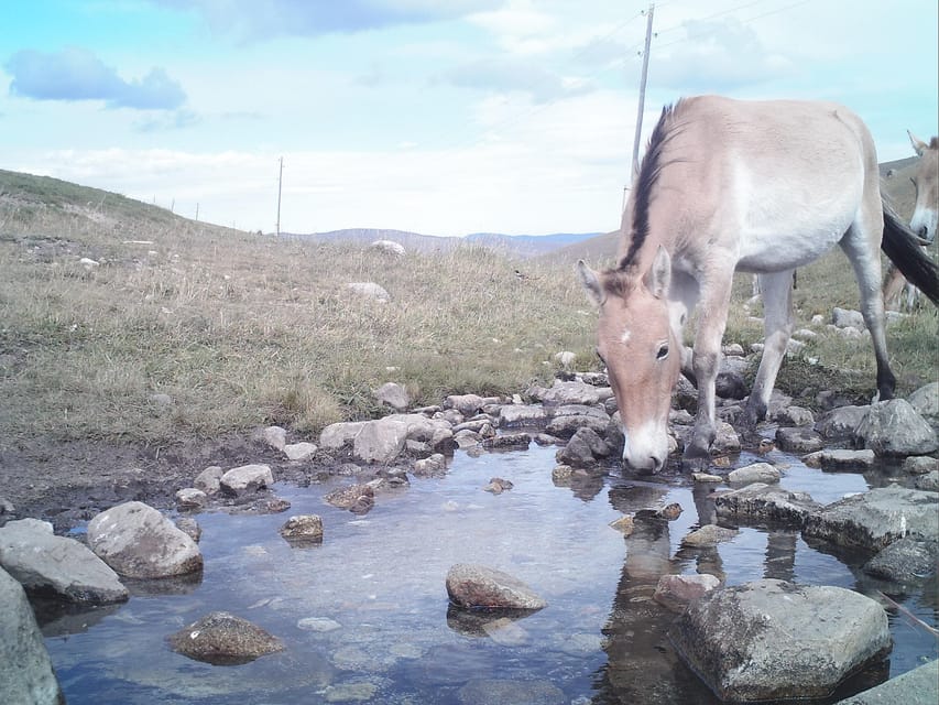 Day tour to Hustai national park - Is $90 a fair price?