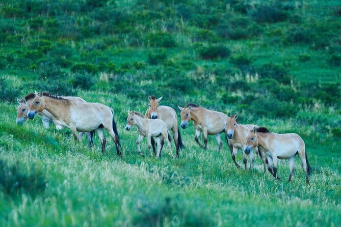 Essence of Mongolia 5 Days - Day Three: Uvgun Khiid and the Elsen Tasarkhai Dunes
