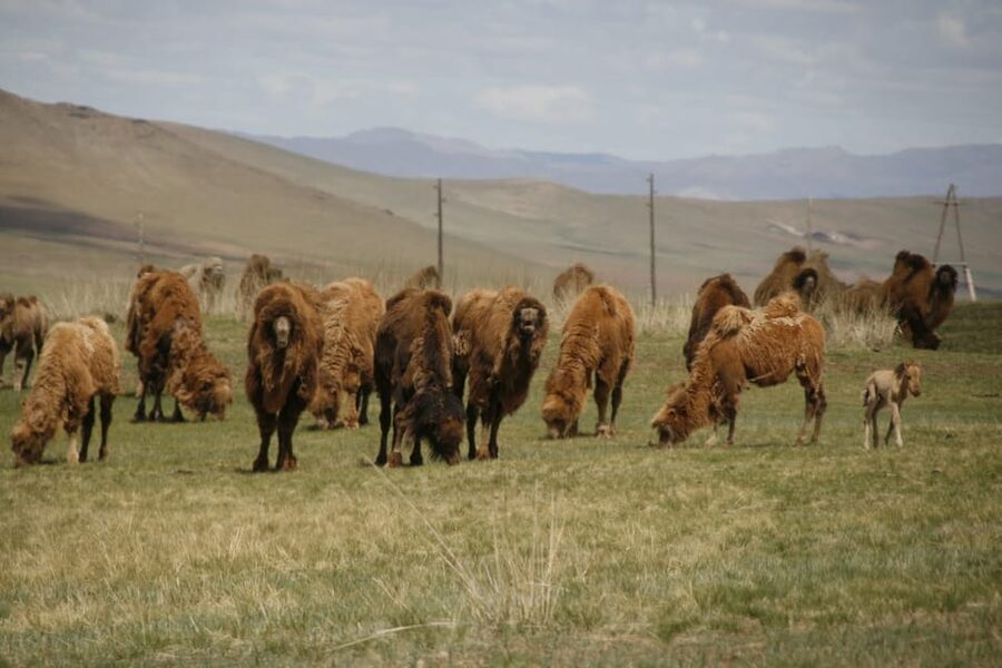 From Ulaanbaatar: Day Trip to Hustai National Park - What the park offers beyond the horses