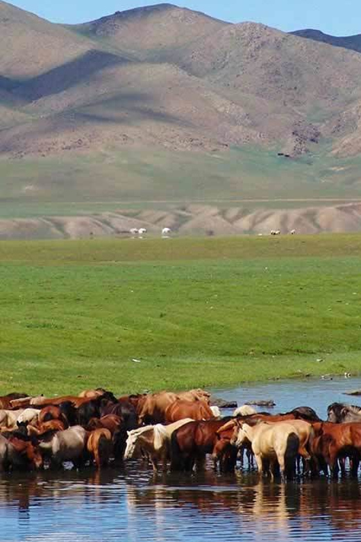From Ulaanbaatar: Day Trip to Hustai National Park - The six-hour promise and the traffic problem