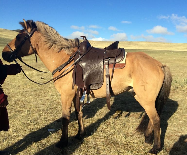 From Ulaanbaatar: Day Trip to Hustai National Park - Searching for Przewalski’s horses in the mountain valleys