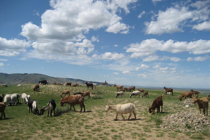 Mini Gobi and the ancient capital Kharkhorin - 4 days - Meals, activities, and what to pack
