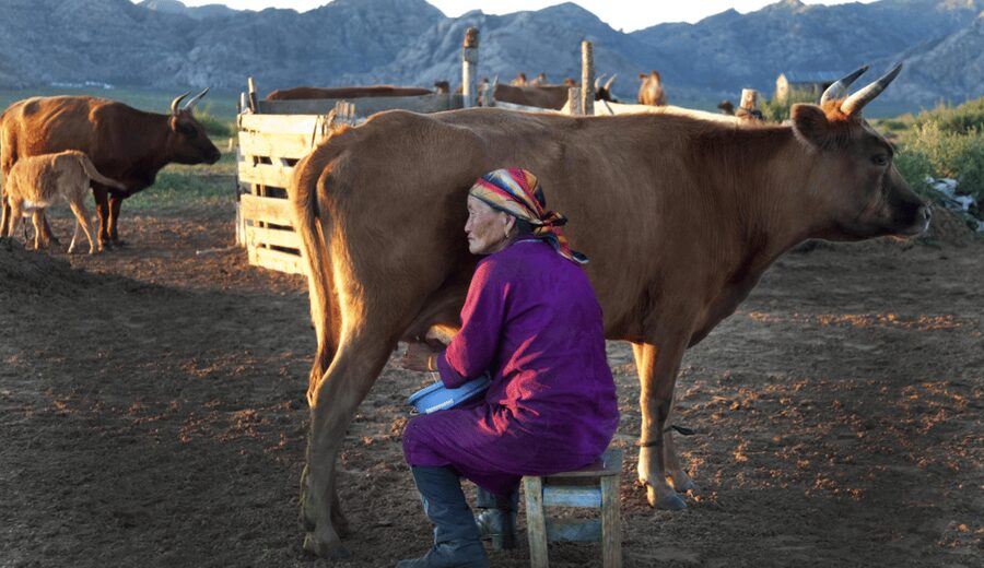 MONGOLIAN NOMADS: 2-Day Horse Trekking & Cow Milking Tour - Sleeping in a private ger