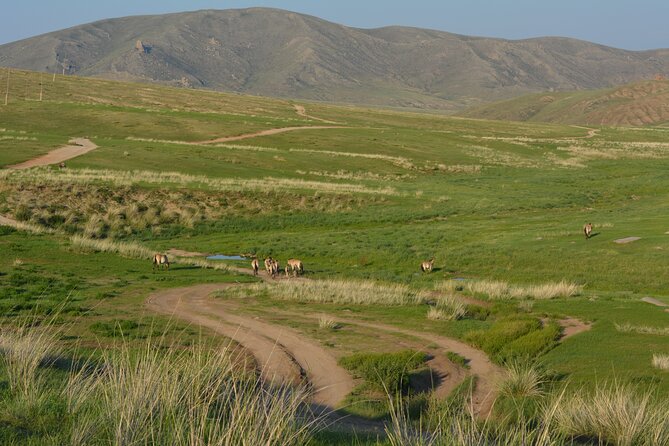 Private 3-Day Tour of National Parks From Ulaanbaatar - Day 1: Hustai and the search for the takhi