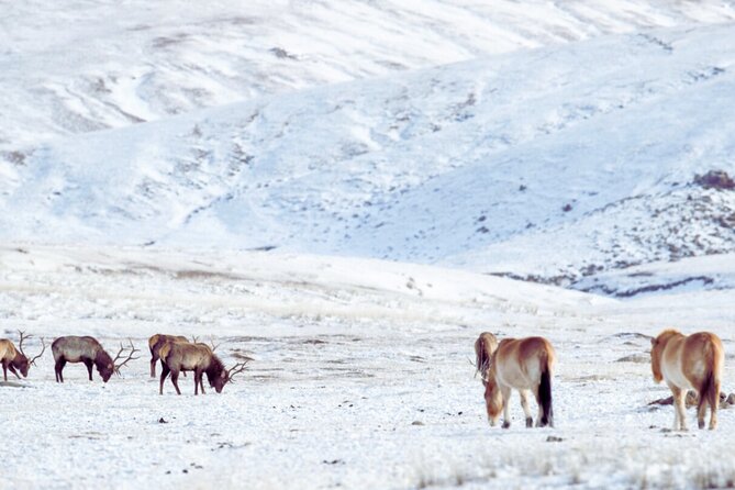 Private Day Tour in Hustai Nuruu National Park - Why Hustai National Park matters