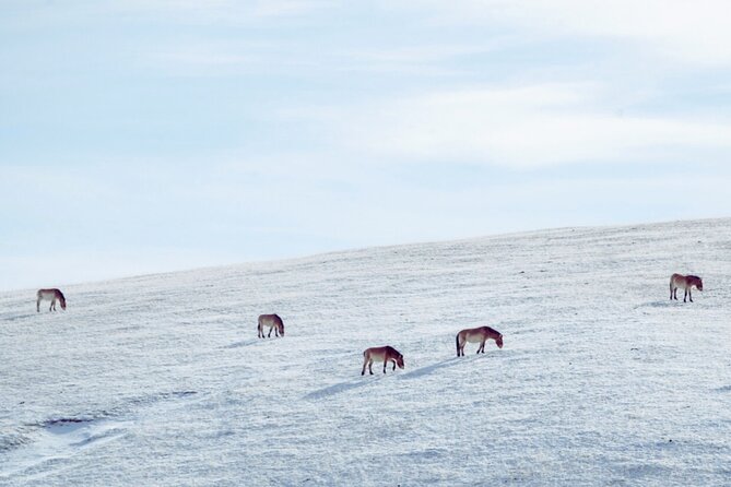 Private Day Tour in Hustai Nuruu National Park - Searching for takhi in the hills
