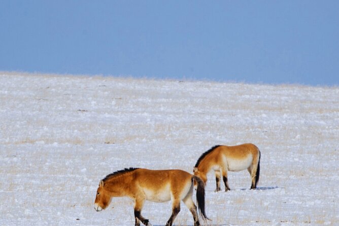 Private Day Tour in Hustai Nuruu National Park - Wildlife beyond the famous horses