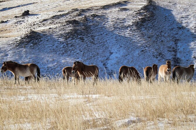 Private Day Tour in Hustai Nuruu National Park - Meeting a nomadic family