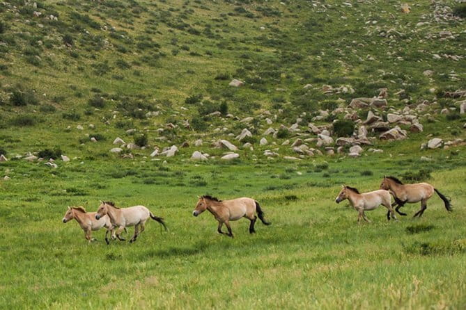 Private Full-Day Cycling Tour from Ulaanbaatar - Small details that make the day easier