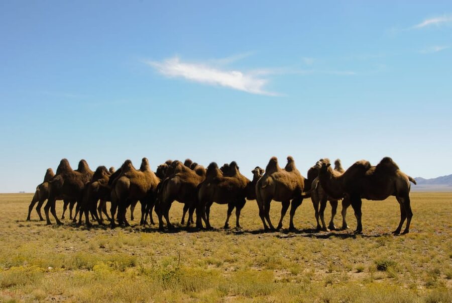 Ulaanbaatar: Semi-Gobi Desert Day Trip & Camel Ride - Key points to know before booking