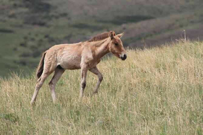 Wildlife Watching Day Tour at Hustai National Park - Why Hustai’s Takhi are the main event