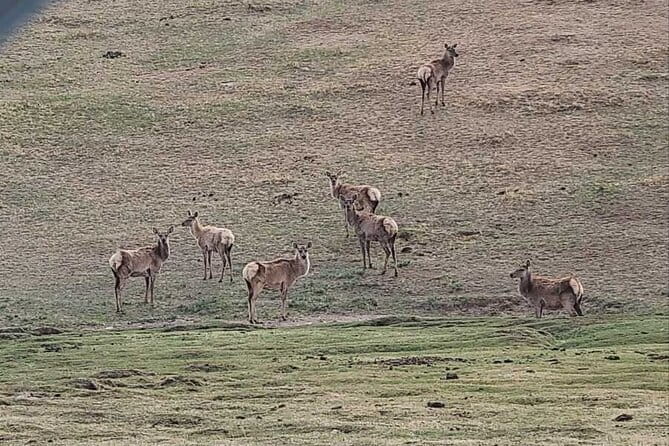 Wildlife Watching Day Tour at Hustai National Park - Starting at the information center